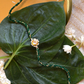 KASHTI LUMBA BRACELET RAKHI SET- GREEN